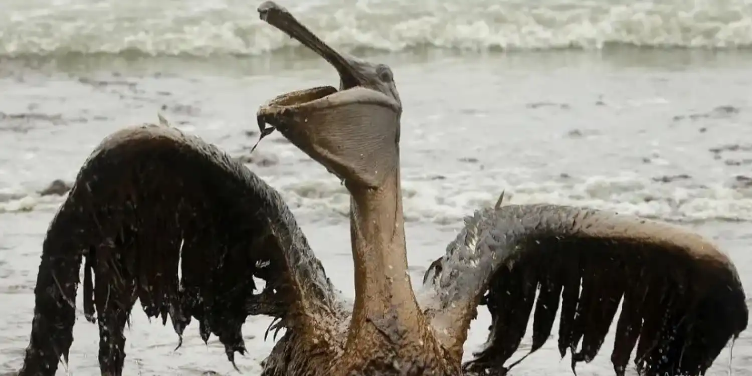 Dos Bocas convierte playas en cementerio de especies por desastre