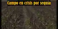 Campo tamaulipeco al borde del colapso por sequía