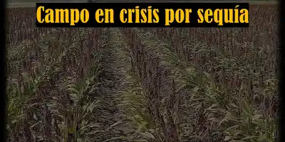 Campo tamaulipeco al borde del colapso por sequía