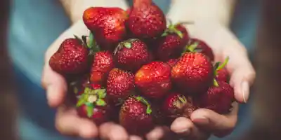 Proteínas vegetales ganan terreno en la lucha por una alimentación más sustentable