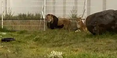 Aseguran felinos exóticos en Pachuca: dos tigres y dos leones en cautiverio