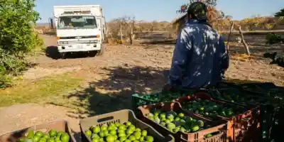 El Crimen quita 3 mil 600 millones de dólares a limoneros