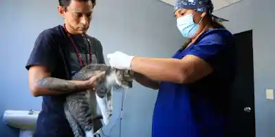 Guadalupe brinda 17 mil servicios veterinarios en su primer año