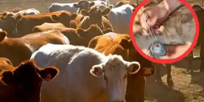 Tamaulipas en jaque por Gusano Barrenador