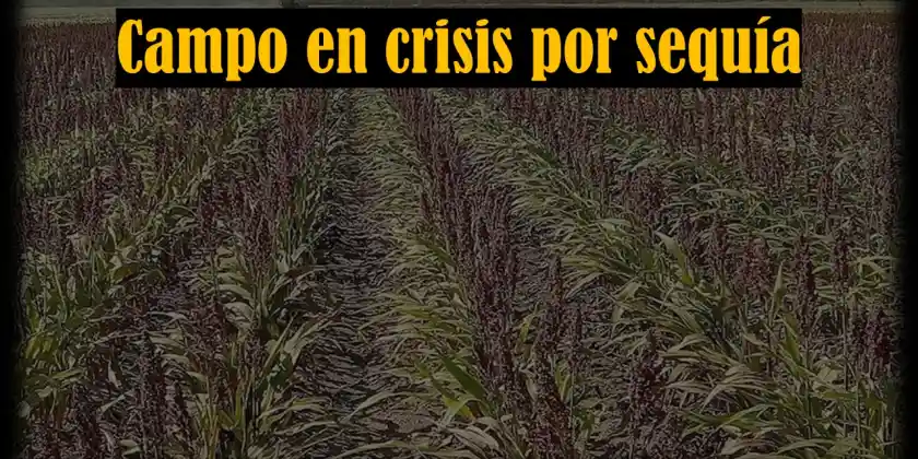 Campo tamaulipeco al borde del colapso por sequía