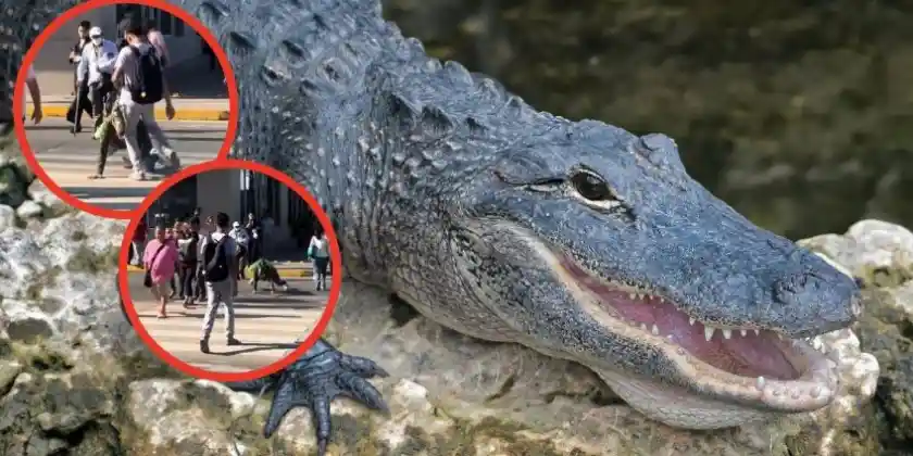 Patean a Therian cocodrilo en Tampico